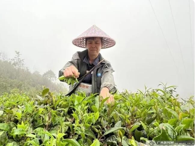关于防城区：春意正浓茶飘香 抢“鲜”开采正当时的相关内容(1)