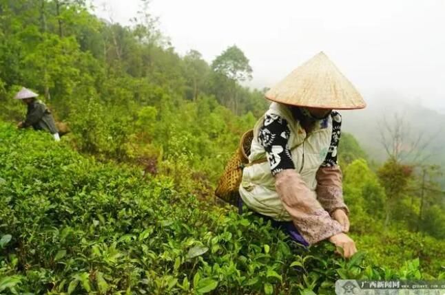 关于防城区：春意正浓茶飘香 抢“鲜”开采正当时的相关内容
