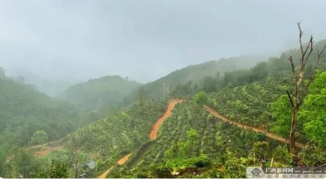 关于防城区：春意正浓茶飘香 抢“鲜”开采正当时的相关内容(2)