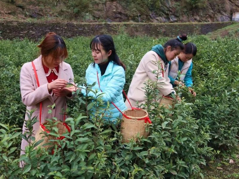 有关于白河宋家镇：万亩春茶抢“鲜”上市的新闻(1)