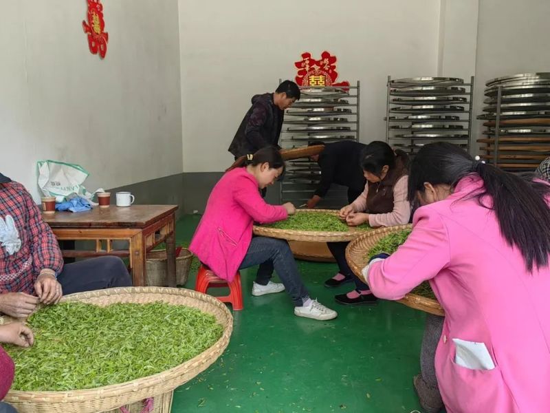 有关于白河宋家镇：万亩春茶抢“鲜”上市的新闻(5)