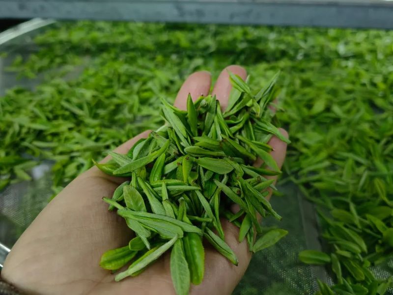 有关于白河宋家镇：万亩春茶抢“鲜”上市的新闻(4)