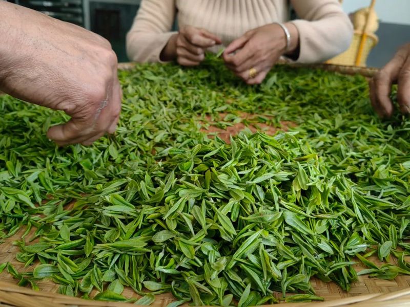 有关于白河宋家镇：万亩春茶抢“鲜”上市的新闻(3)