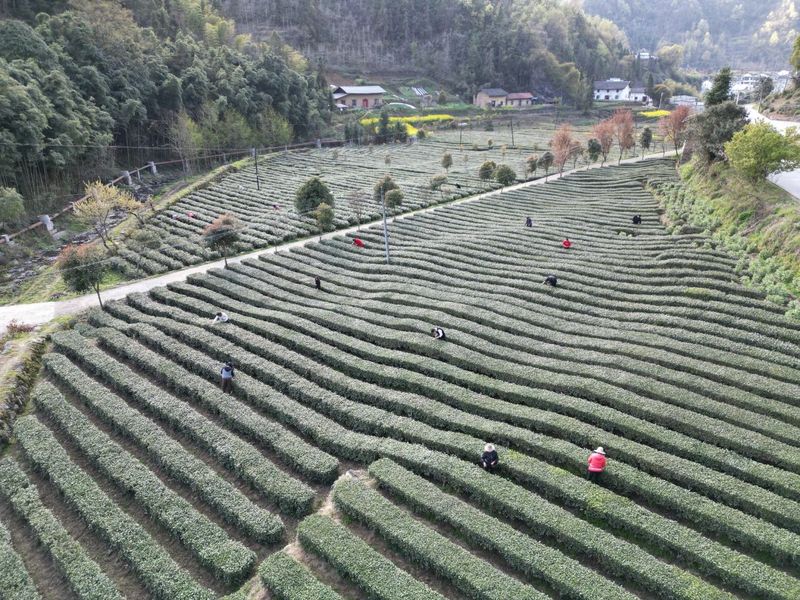 关于平利县：又见春茶绿 十里闻茶香的内容