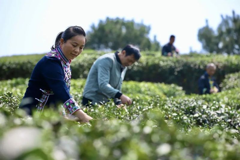 关于都匀毛尖明前春茶上市富农家的最新消息(1)