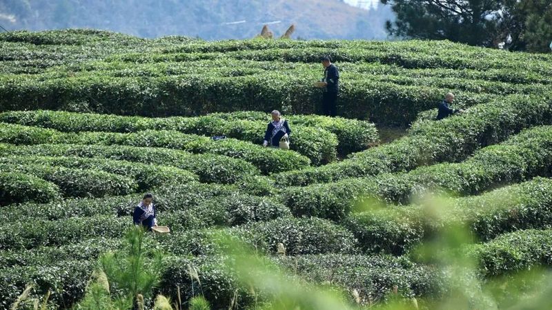 关于都匀毛尖明前春茶上市富农家的最新消息