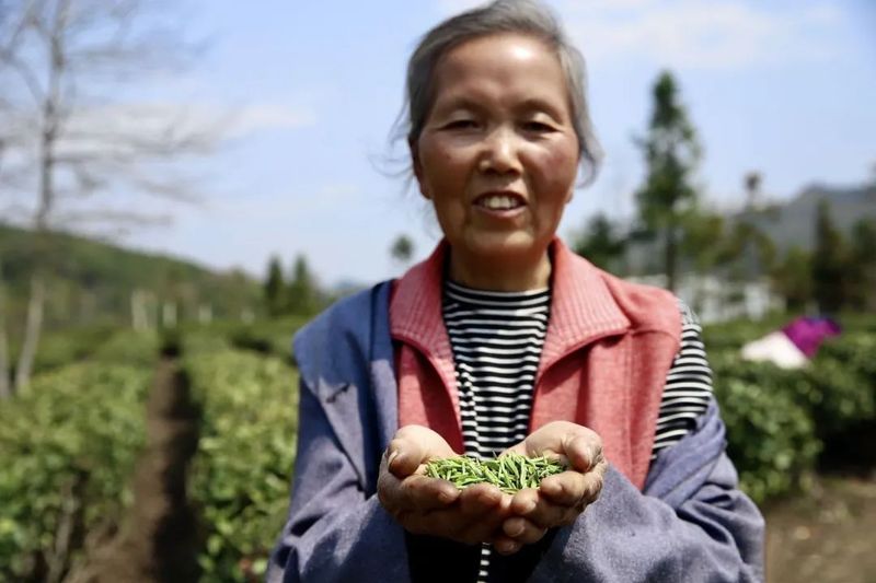 关于都匀毛尖明前春茶上市富农家的最新消息(2)