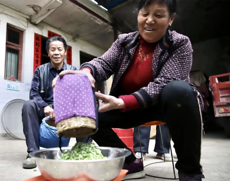 关于都匀毛尖明前春茶上市富农家的最新消息(3)