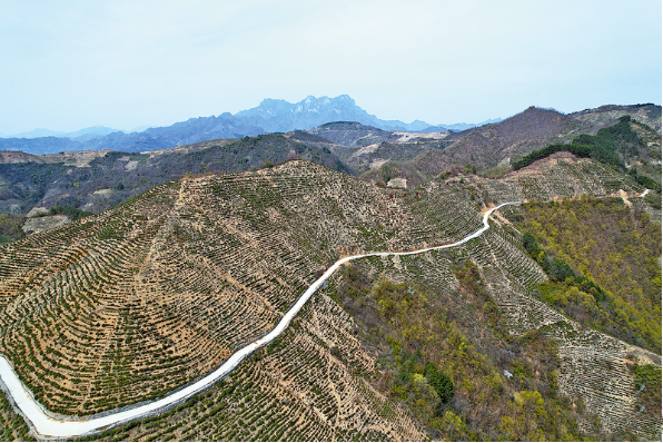 有关于商洛市山阳县：延坪镇枫树村茶产业——从小茶园到大产业的相关内容