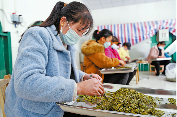 有关于商洛市山阳县：延坪镇枫树村茶产业——从小茶园到大产业的相关内容(1)