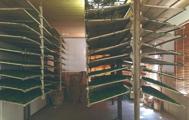 关于福建“工夫”茶,真的有“功夫”!的最新消息(9)