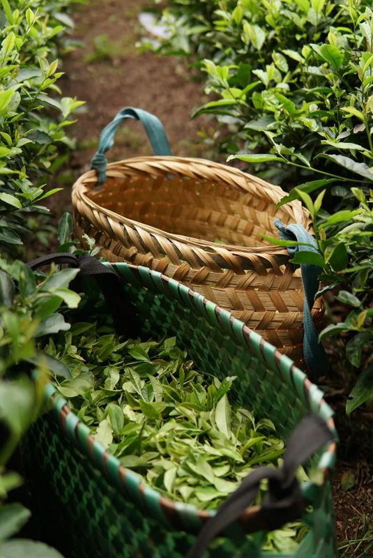 关于福建“工夫”茶,真的有“功夫”!的最新消息(21)