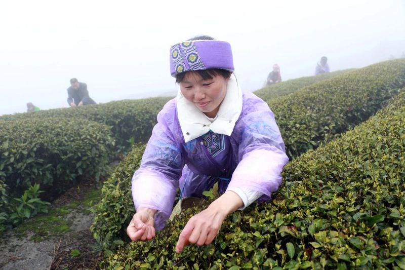 关于印江：采茶好手双手翻飞“赛”技能的消息(2)