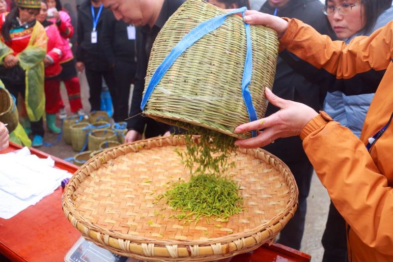 关于印江：采茶好手双手翻飞“赛”技能的消息(5)