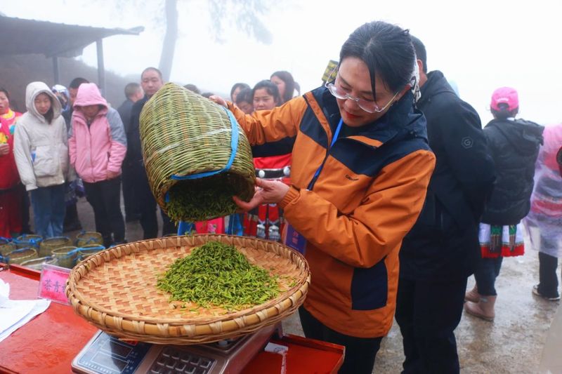 关于印江：采茶好手双手翻飞“赛”技能的消息(6)