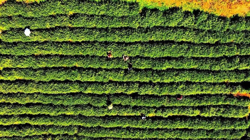 关于印江：采茶好手双手翻飞“赛”技能的消息(8)