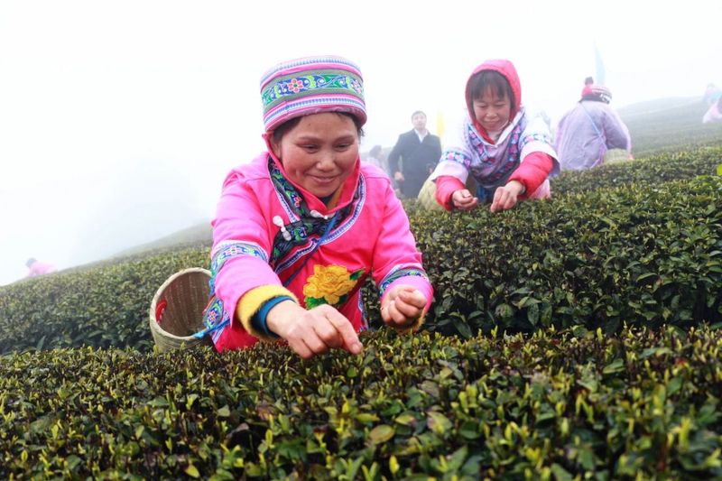 关于印江：采茶好手双手翻飞“赛”技能的消息(3)