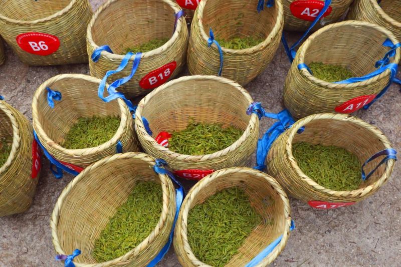 关于印江：采茶好手双手翻飞“赛”技能的消息(4)