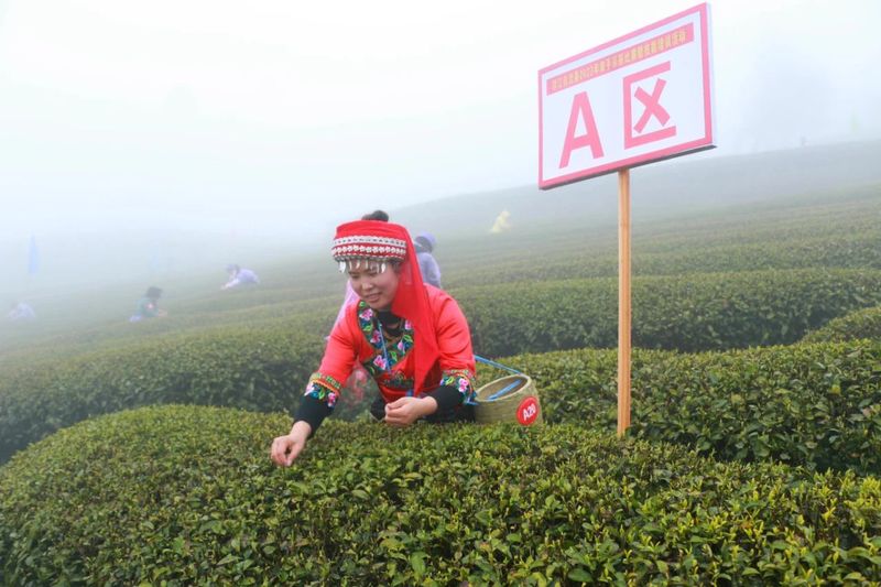 关于印江：采茶好手双手翻飞“赛”技能的消息(1)