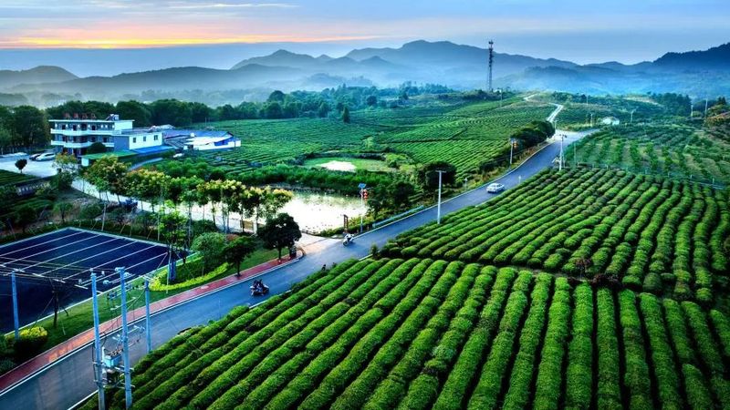 有关于江西银河镇：青山添绿 硒茶飘香的信息