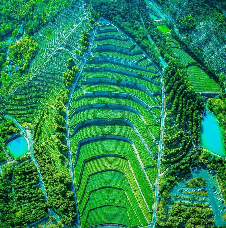 关于舒城小兰花茶文化旅游节开幕的相关信息(1)