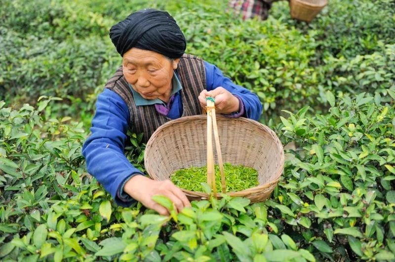 关于2023年3月茶行业资讯汇总的新闻(5)