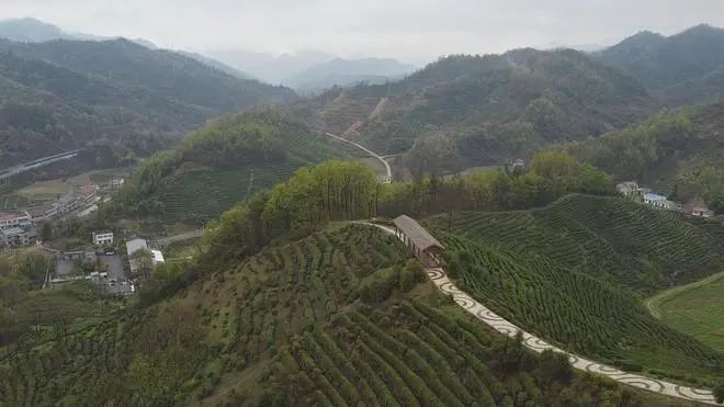 有关于湖北十堰房县 春茶香满园 采摘正当时的资讯(1)