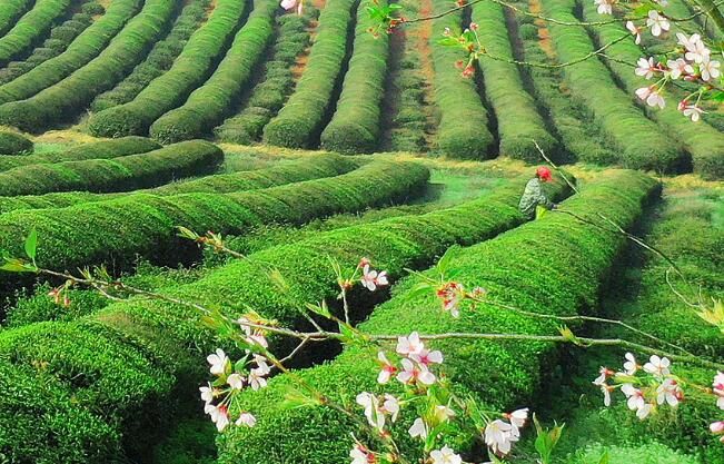 有关于江西上高：茶园美 采茶忙的内容(2)