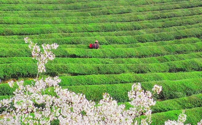 有关于江西上高：茶园美 采茶忙的内容(3)