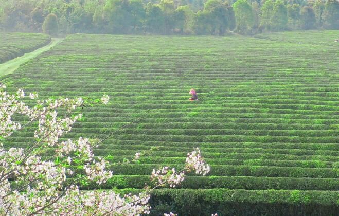 有关于江西上高：茶园美 采茶忙的内容(5)