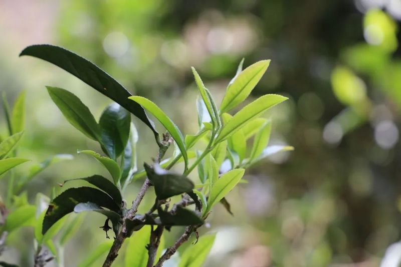 关于景东提质增效促进茶产业高质量发展的信息(4)