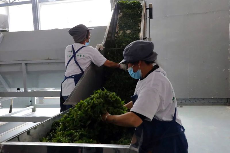 关于景东提质增效促进茶产业高质量发展的信息(7)