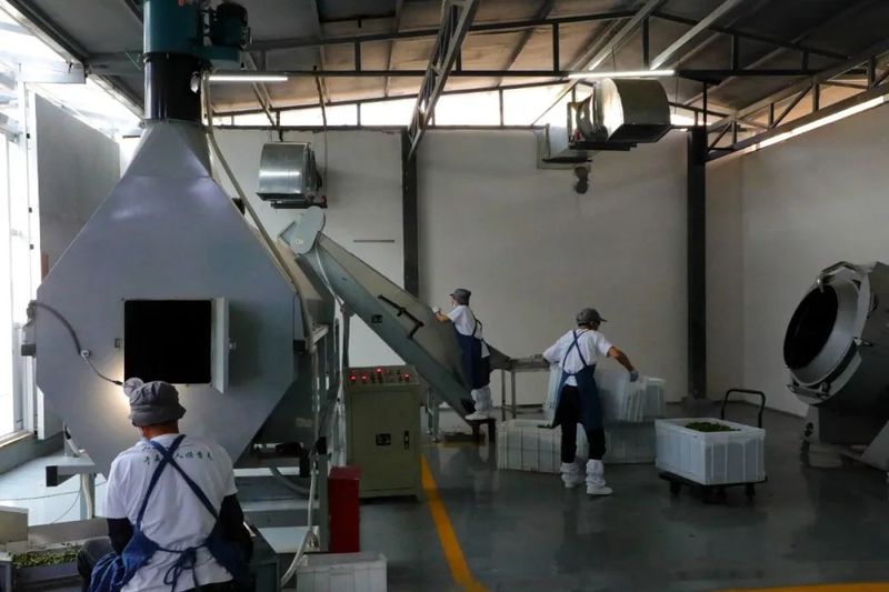 关于景东提质增效促进茶产业高质量发展的信息(6)