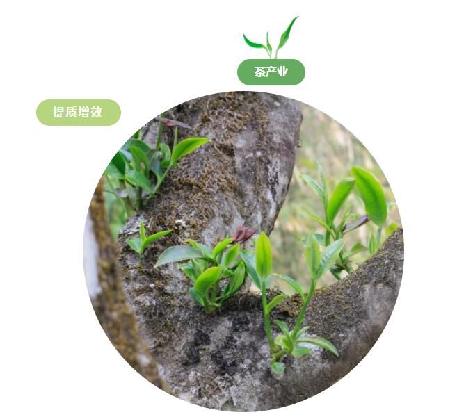 关于景东提质增效促进茶产业高质量发展的信息