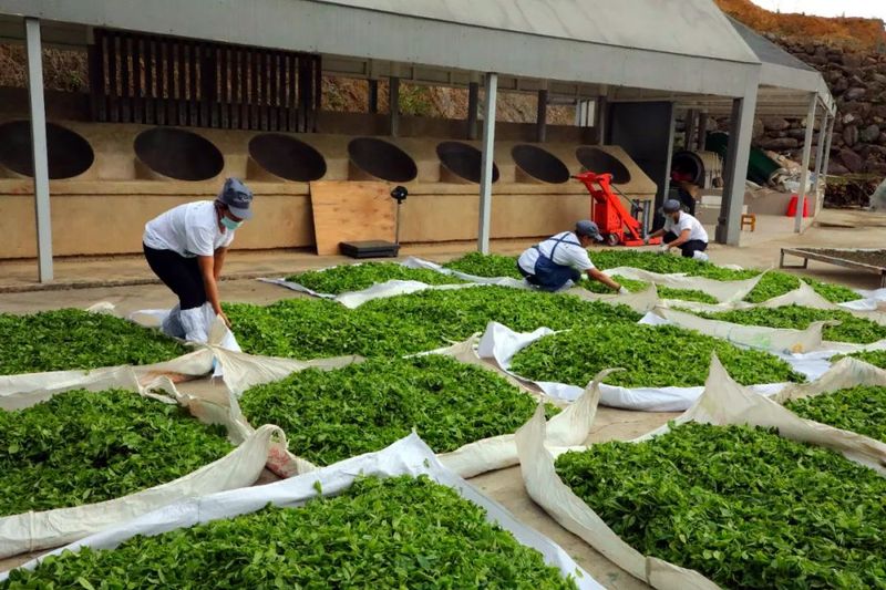 关于景东提质增效促进茶产业高质量发展的信息(2)