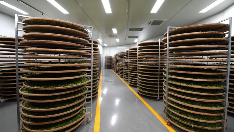 关于景东提质增效促进茶产业高质量发展的信息(5)