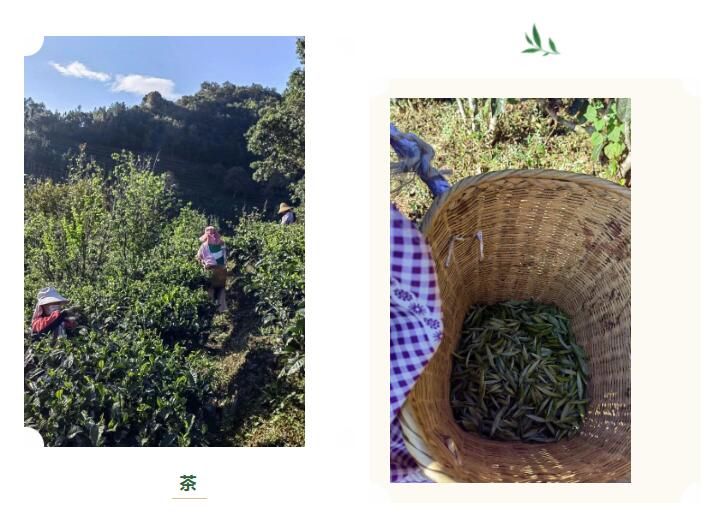 关于景东提质增效促进茶产业高质量发展的信息(1)