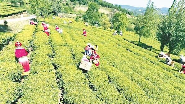 关于楚雄双柏白竹山上采茶忙的新闻