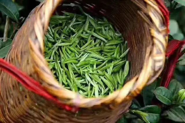 关于都匀毛尖 春茶已上市，品茶正当时的信息(1)