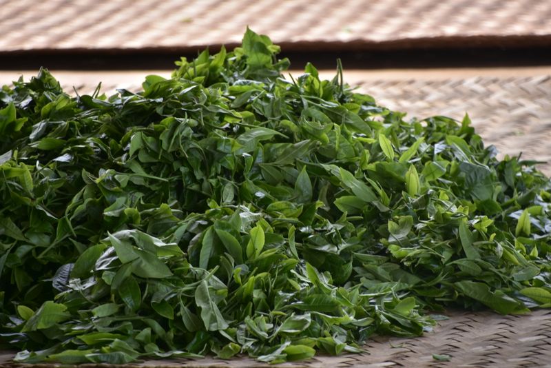 有关于2023年布朗山古树春茶800-1200元的资讯(1)