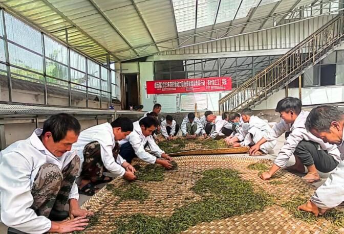 有关于田坝乡：春茶采摘忙 “送技”正当时的资讯(3)