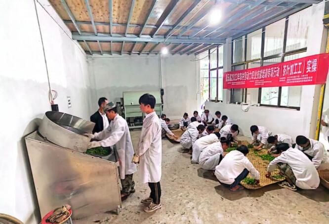 有关于田坝乡：春茶采摘忙 “送技”正当时的资讯(2)