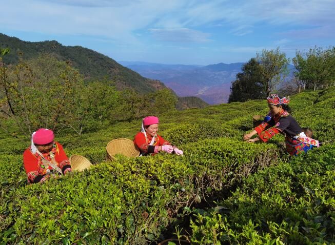 有关于楚雄双柏：三月农事忙 茶山好“春光”的相关信息