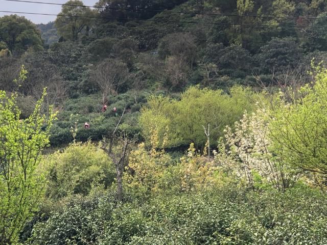 有关于春茶开采，擦亮江苏茶产业“金招牌”的消息(2)