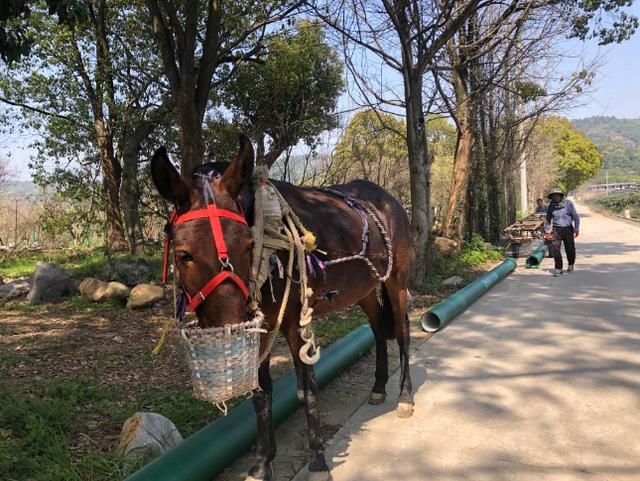 有关于春茶开采，擦亮江苏茶产业“金招牌”的消息(1)