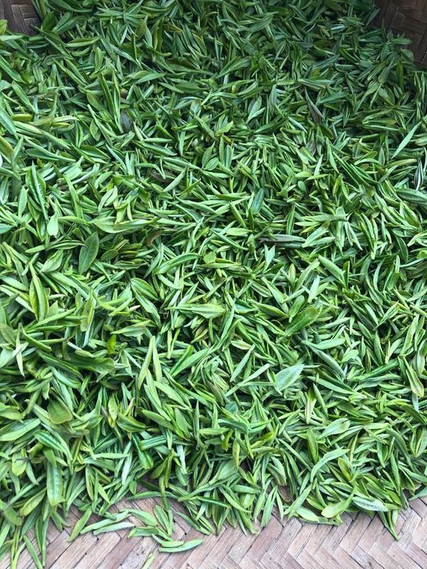 有关于春茶开采，擦亮江苏茶产业“金招牌”的消息(3)