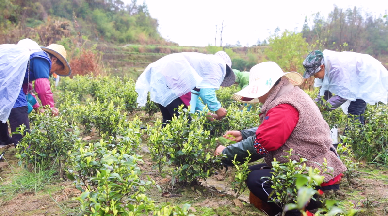 关于万源：茶韵飘香，采摘忙不停的信息(2)