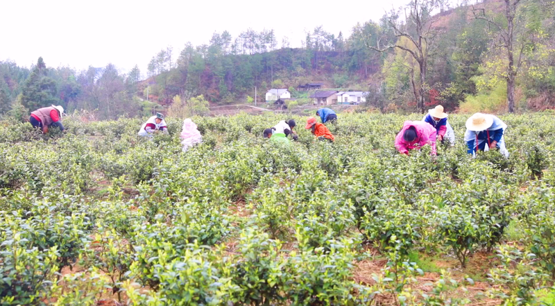 关于万源：茶韵飘香，采摘忙不停的信息(1)
