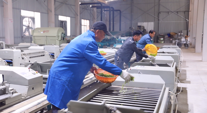 关于万源：茶韵飘香，采摘忙不停的信息(3)