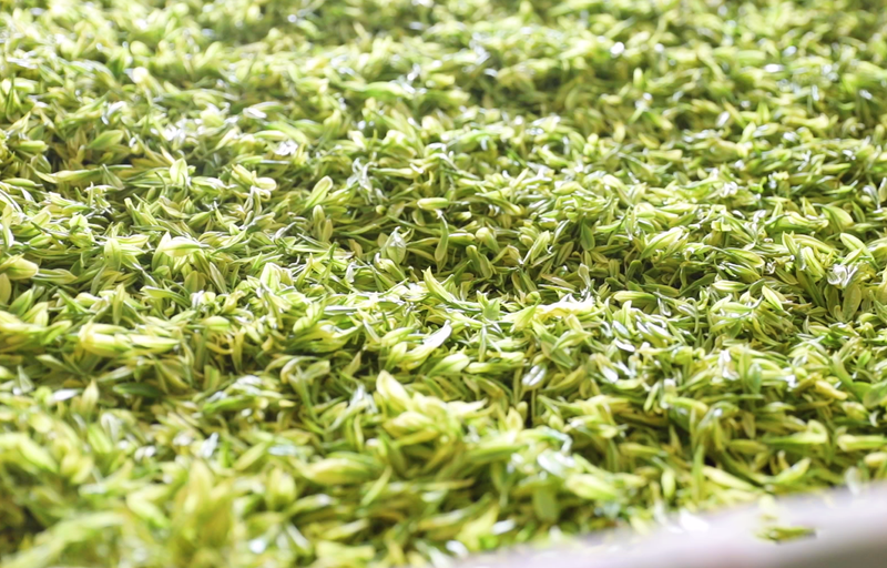 关于万源：茶韵飘香，采摘忙不停的信息(4)